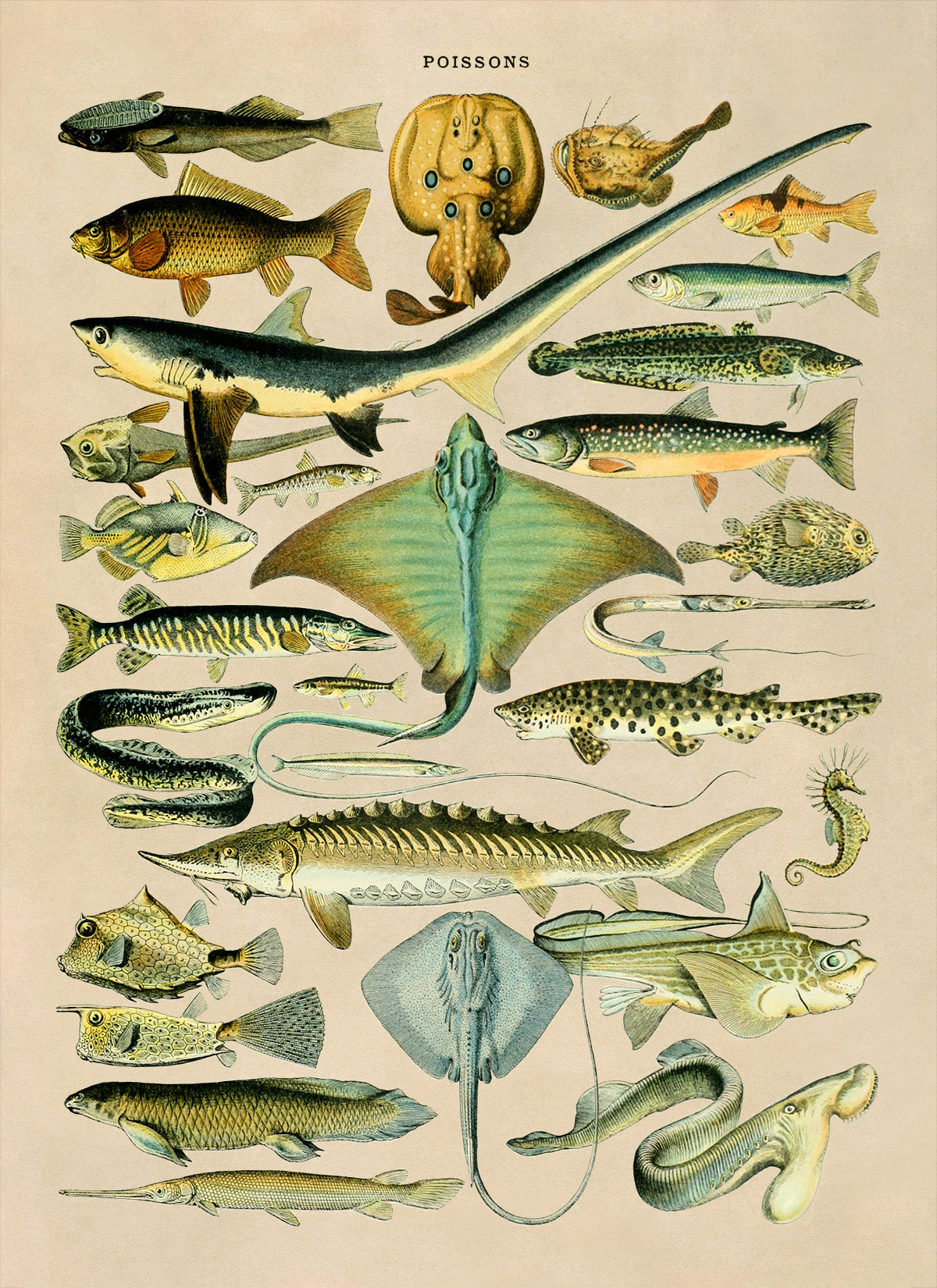 Fish Species Illustration Print, AM028