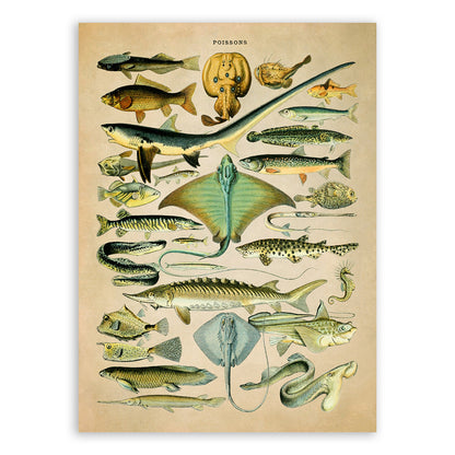 Fish Species Illustration Print, AM029