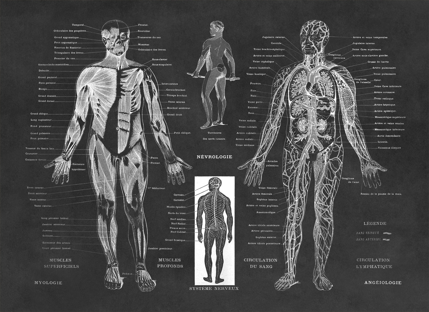 Human Anatomy Nervous System Diagram Print, AM30