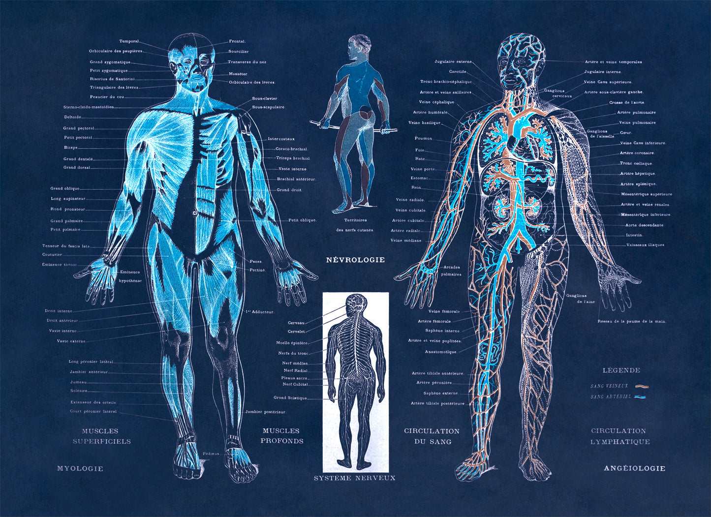 Human Anatomy Nervous System Diagram Print, AM30