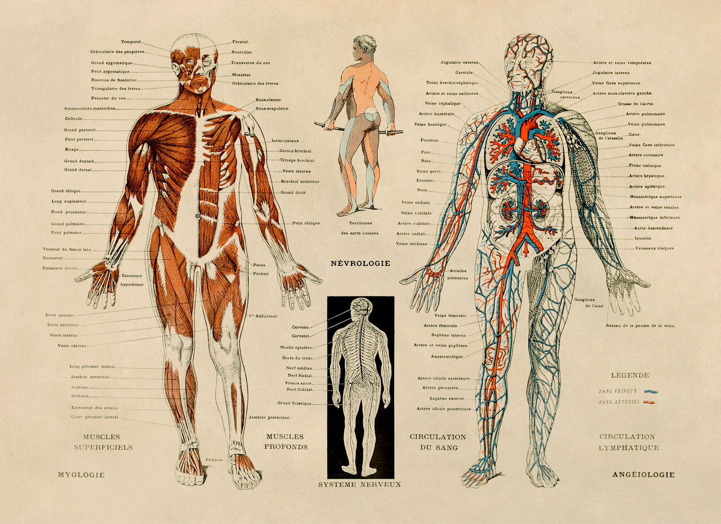 Human Anatomy Nervous System Diagram Print, AM30