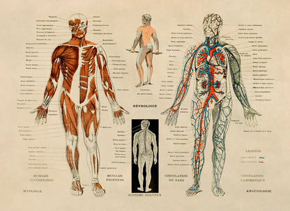 Human Anatomy Nervous System Diagram Print, AM30