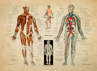 Human Anatomy Nervous System Diagram Print, AM30