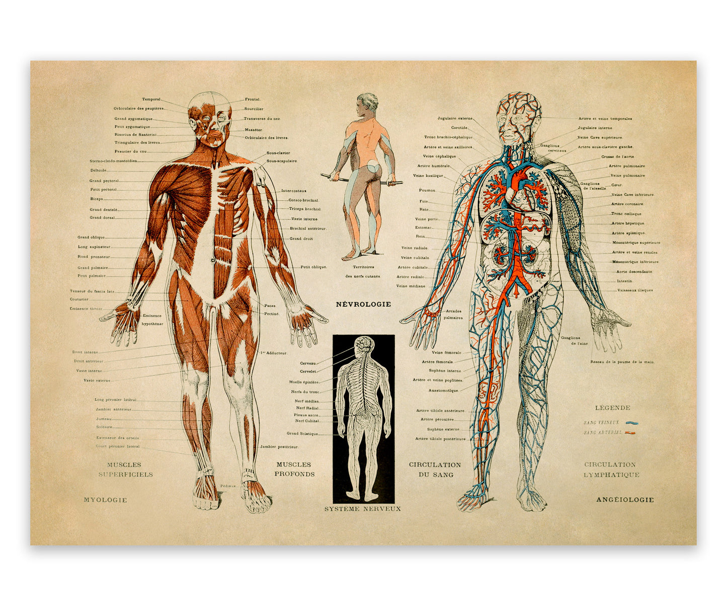 Human Anatomy Nervous System Diagram Print, AM30