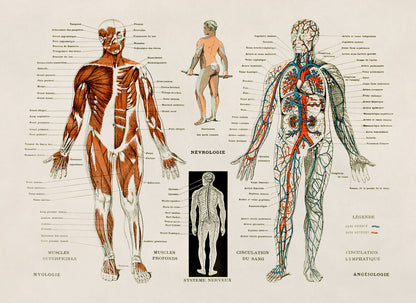 Human Anatomy Nervous System Diagram Print, AM30