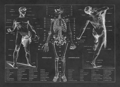 Human Anatomy Skeletal System Diagram Print, AM31