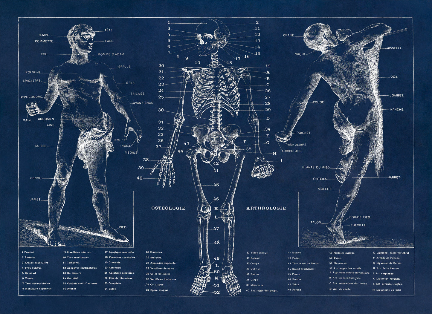 Human Anatomy Skeletal System Diagram Print, AM31