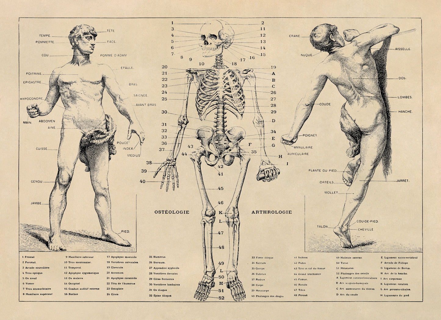 Human Anatomy Skeletal System Diagram Print, AM31