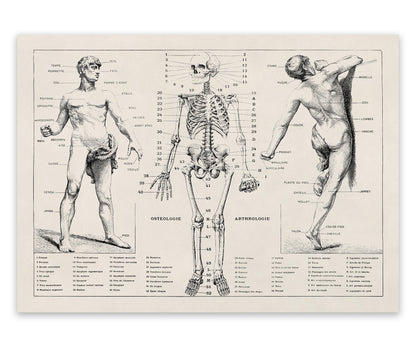 Human Anatomy Skeletal System Diagram Print, AM31