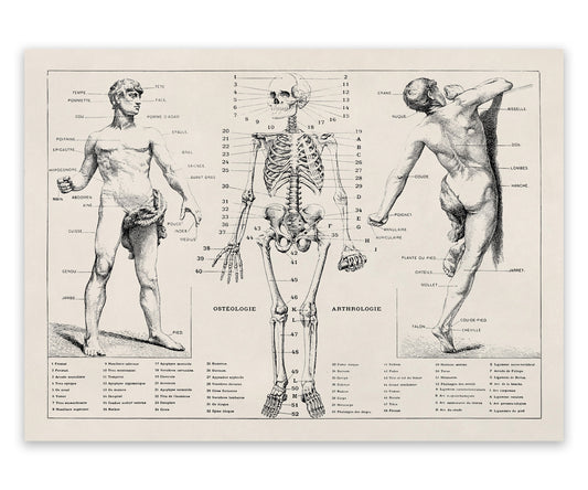 Human Anatomy Skeletal System Diagram Print, AM31