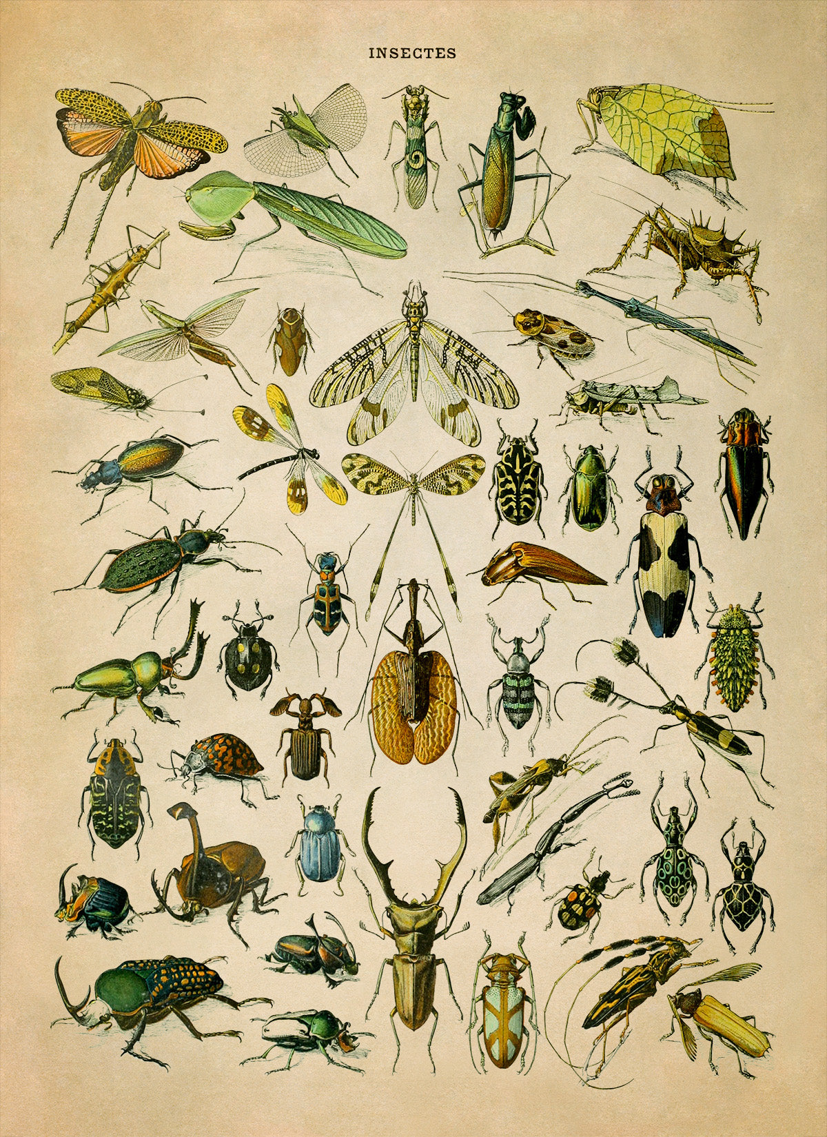 Insect Species Chart Print, AM032