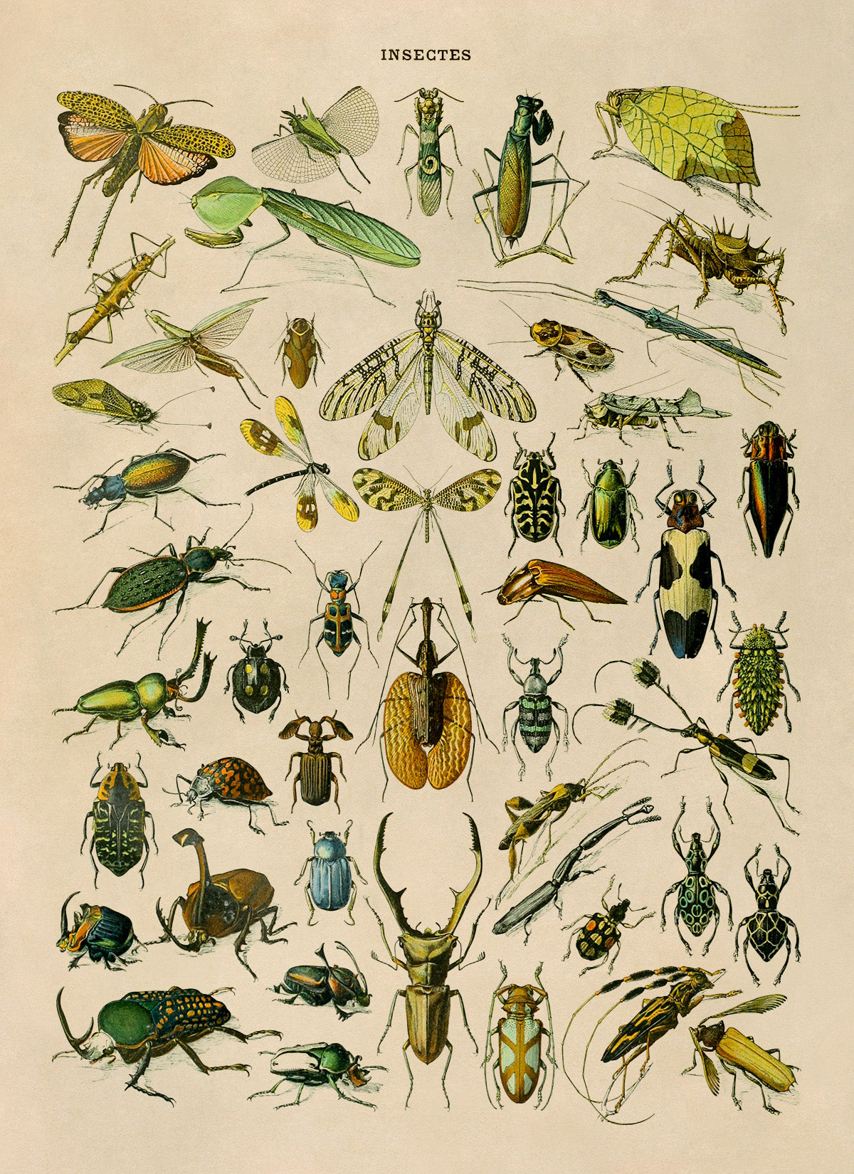 Insect Species Chart Print, AM032