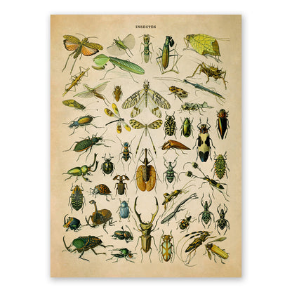 Insect Species Chart Print, AM032