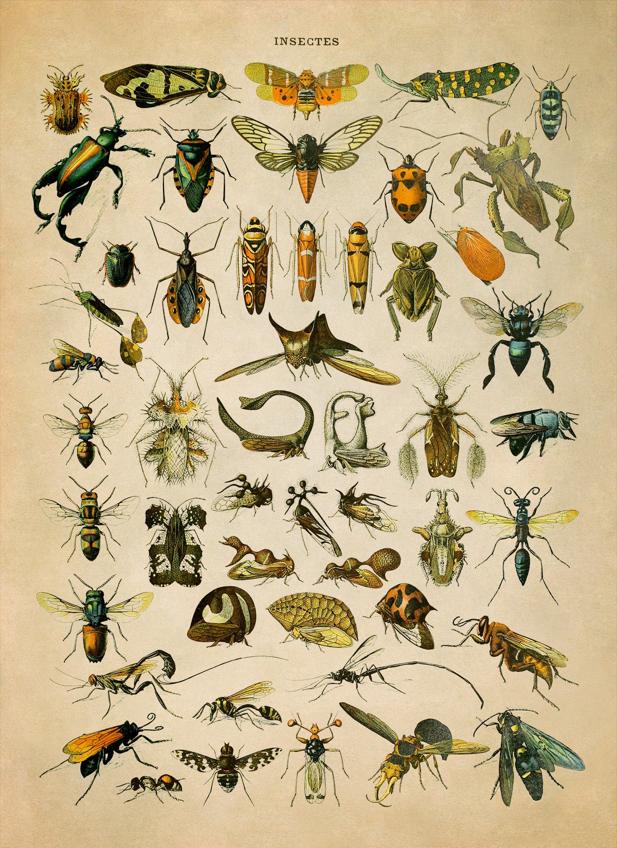 Insect Species Chart Print, AM033