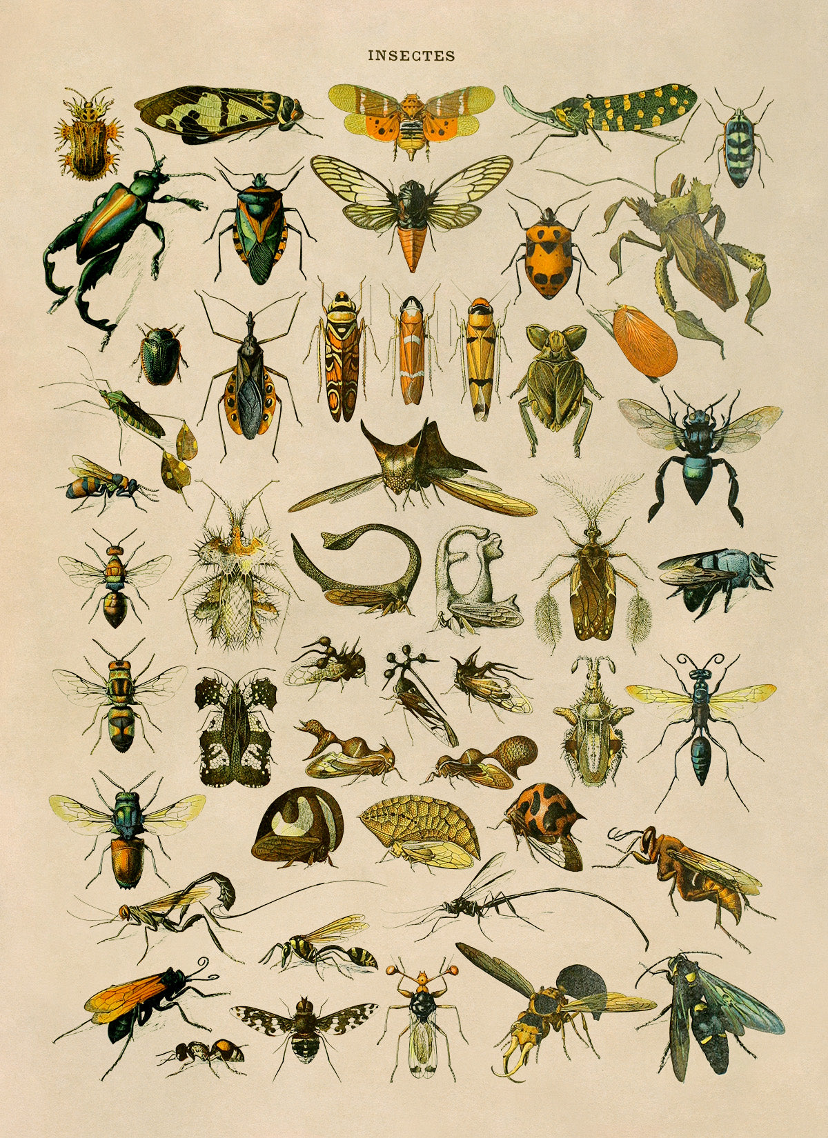 Insect Species Chart Print, AM033