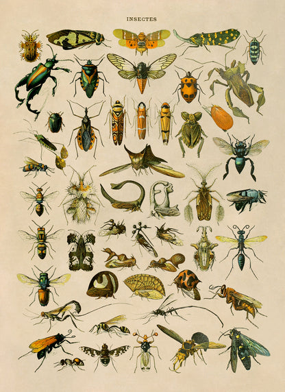 Insect Species Chart Print, AM033