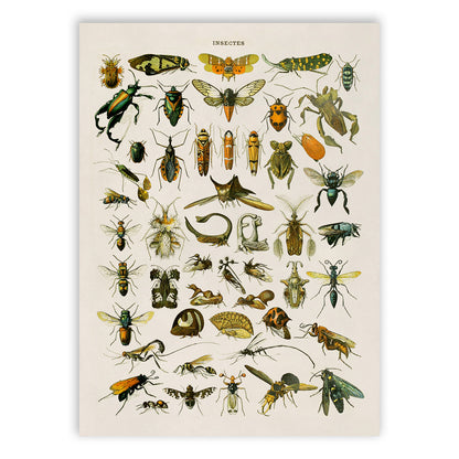 Insect Species Chart Print, AM033