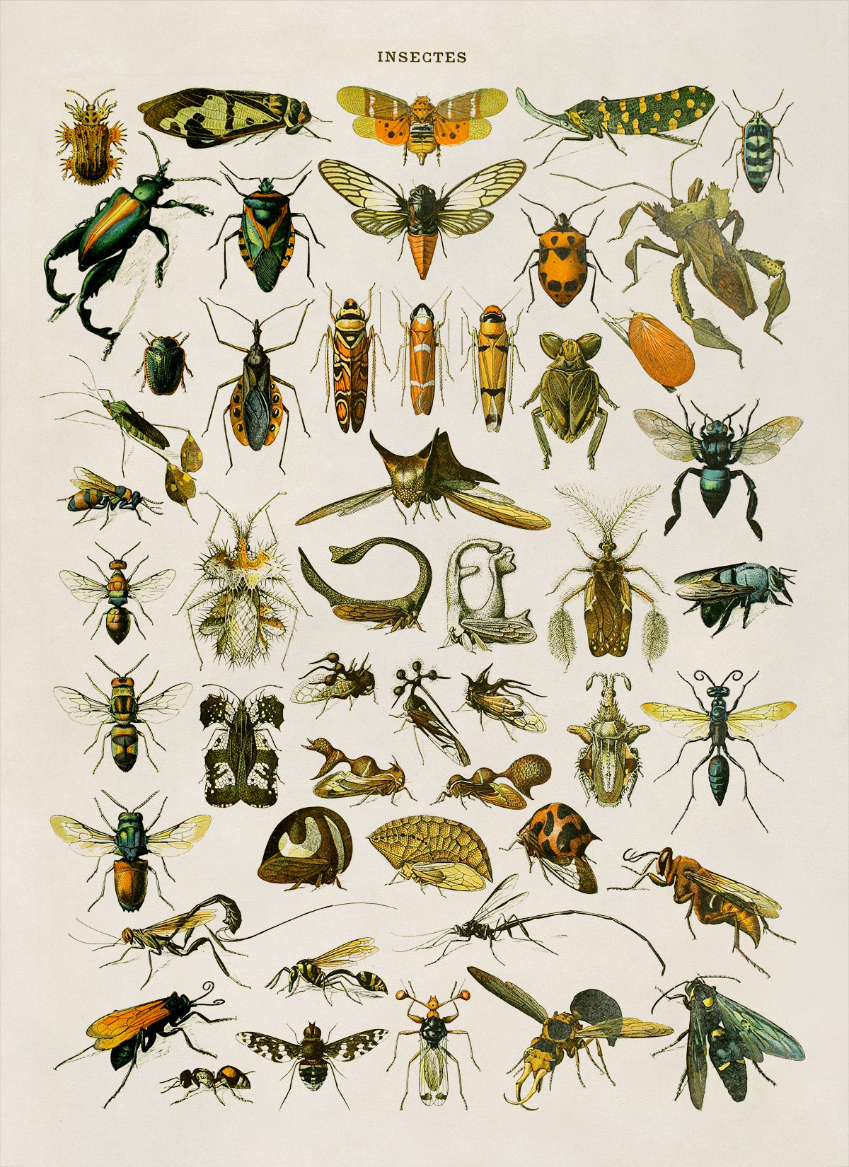 Insect Species Chart Print, AM033