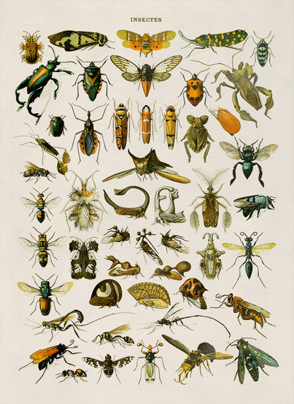 Insect Species Chart Print, AM033