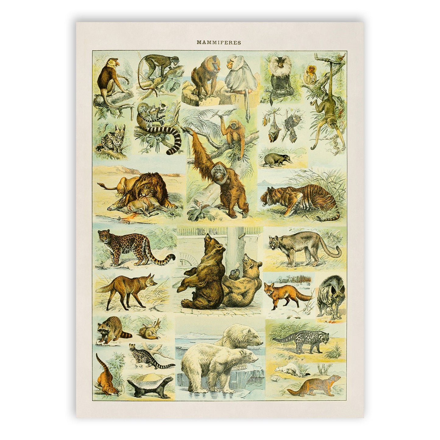 Mammals Species Adolphe Millot Illustration, Vintage Style Print AM034