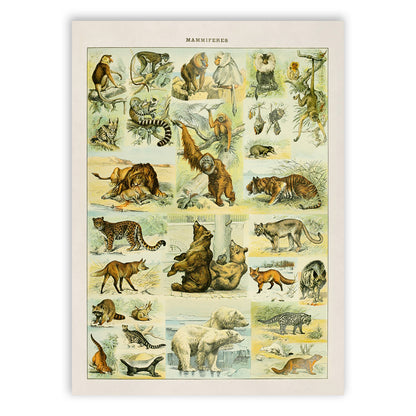 Mammals Species Adolphe Millot Illustration, Vintage Style Print AM034