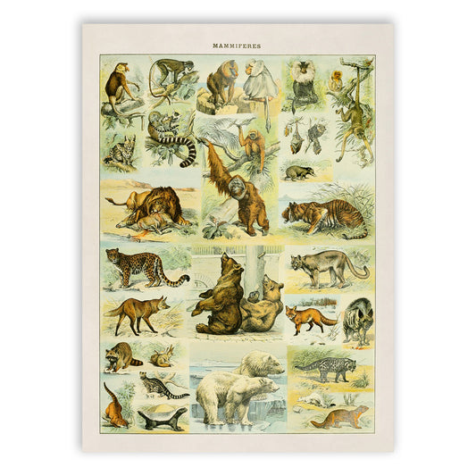 Mammals Species Adolphe Millot Illustration, Vintage Style Print AM034