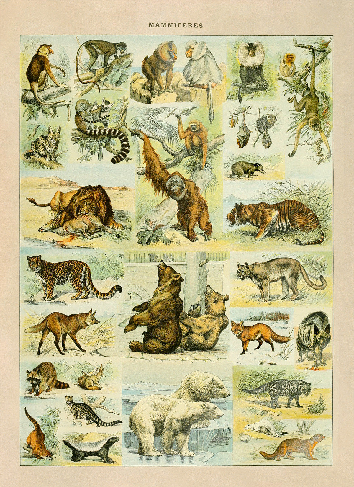 Mammals Species Adolphe Millot Illustration, Vintage Style Print AM034