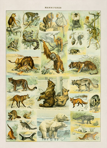 Mammals Species Adolphe Millot Illustration, Vintage Style Print AM034