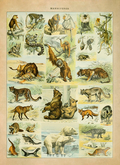 Mammals Species Adolphe Millot Illustration, Vintage Style Print AM034