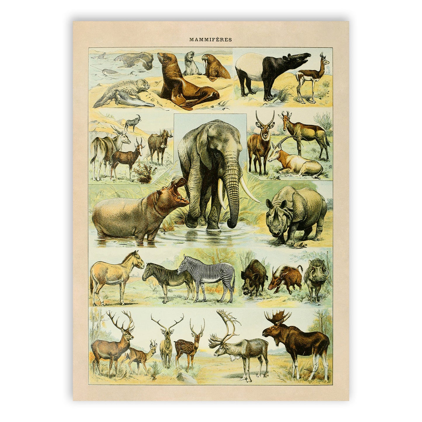 Mammals Species Chart, Adolphe Millot Illustration, Vintage Style Print AM035