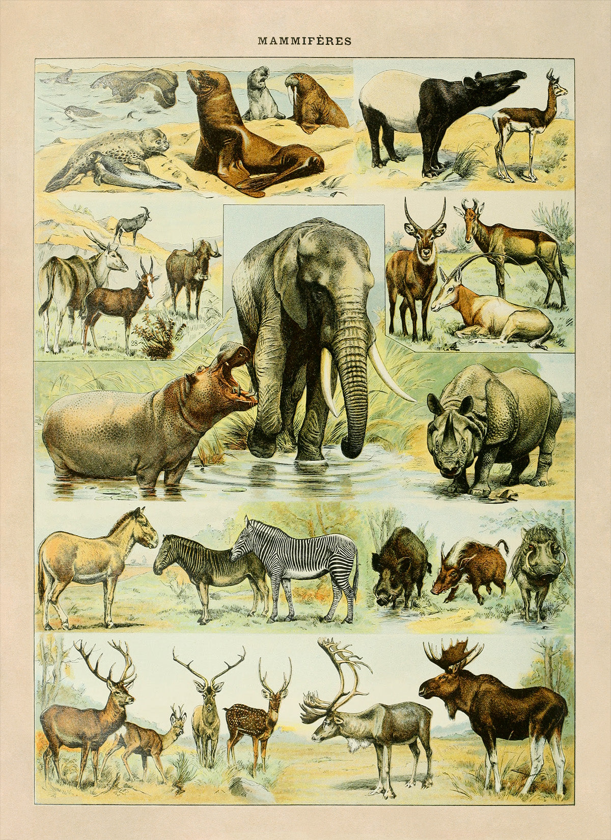 Mammals Species Chart, Adolphe Millot Illustration, Vintage Style Print AM035