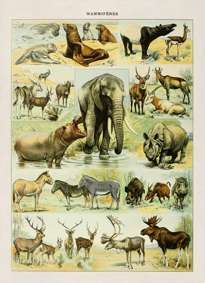 Mammals Species Chart, Adolphe Millot Illustration, Vintage Style Print AM035