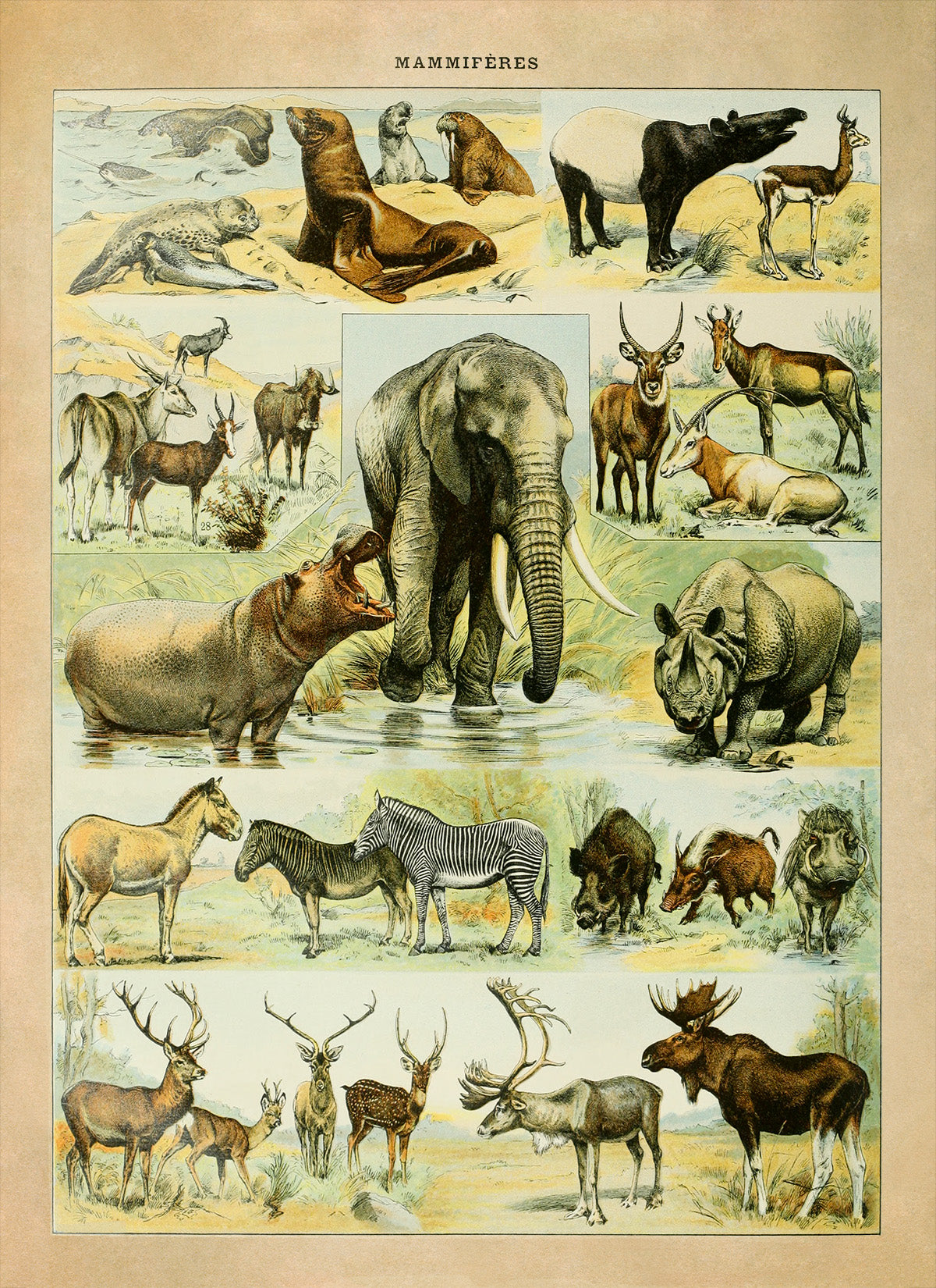 Mammals Species Chart, Adolphe Millot Illustration, Vintage Style Print AM035