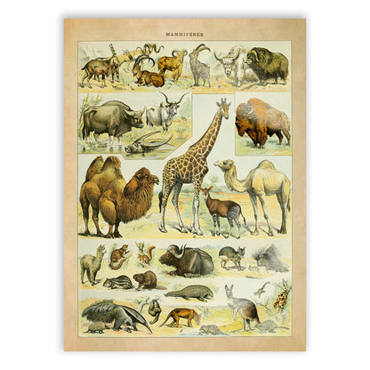 Mammals Species Chart, Adolphe Millot Animals Illustration, Vintage Style Print AM036