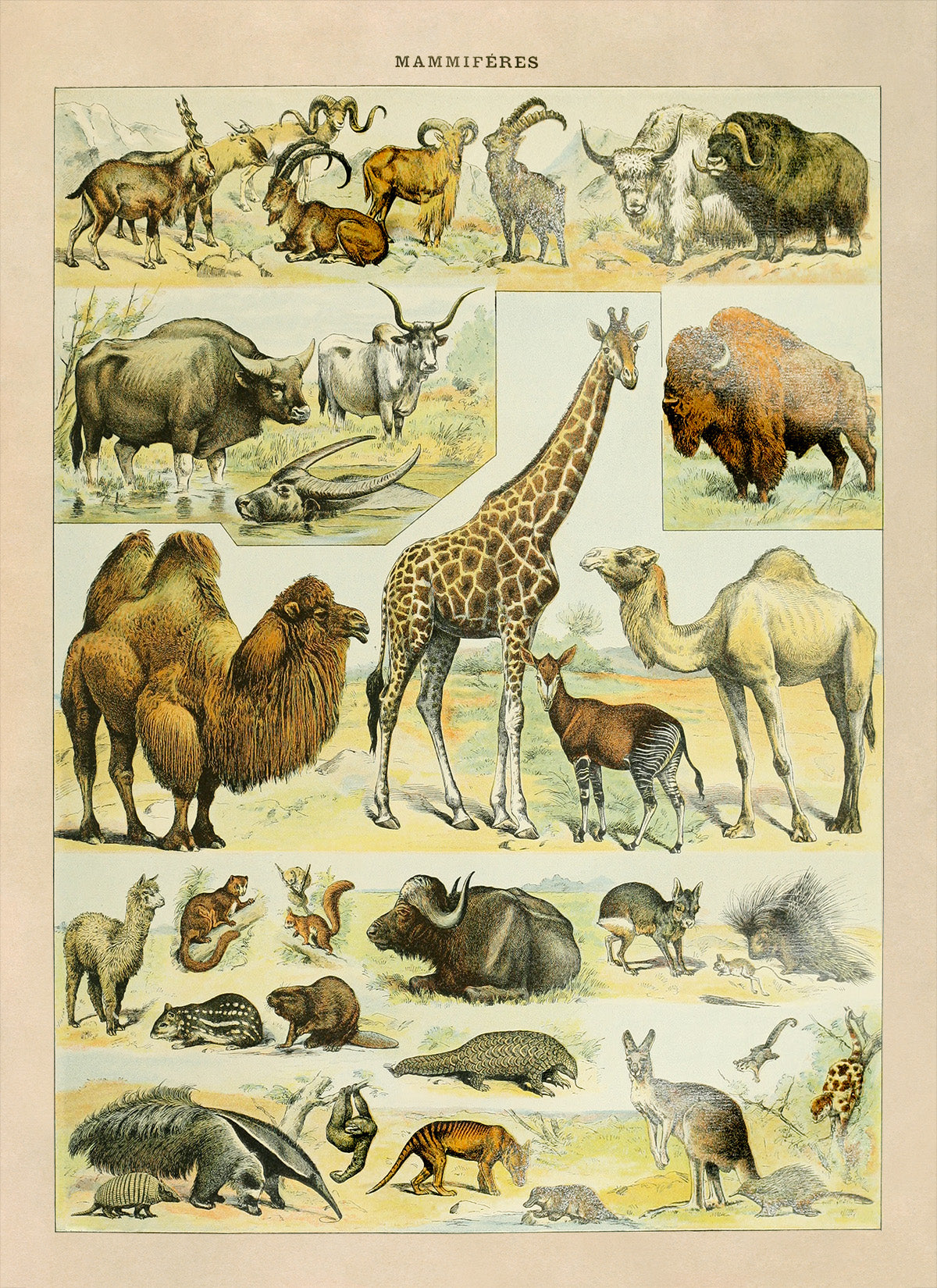 Mammals Species Chart, Adolphe Millot Animals Illustration, Vintage Style Print AM036