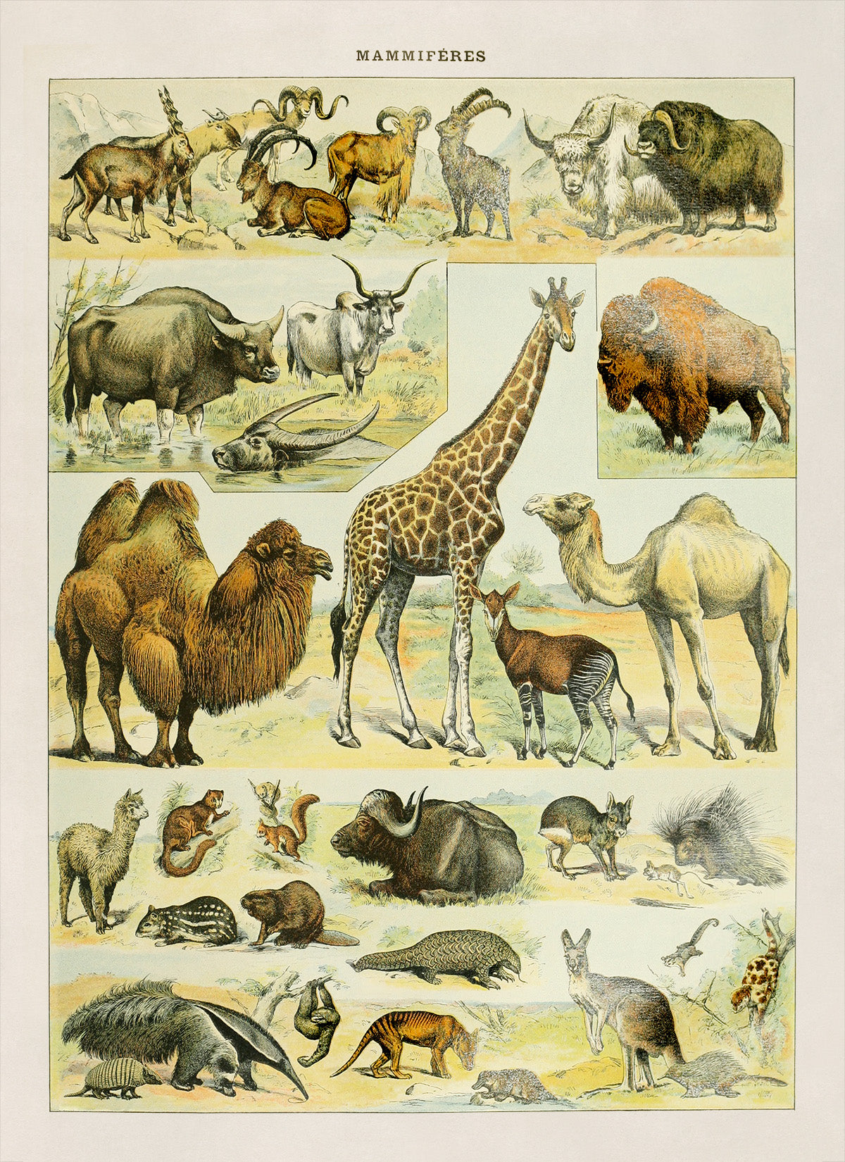 Mammals Species Chart, Adolphe Millot Animals Illustration, Vintage Style Print AM036