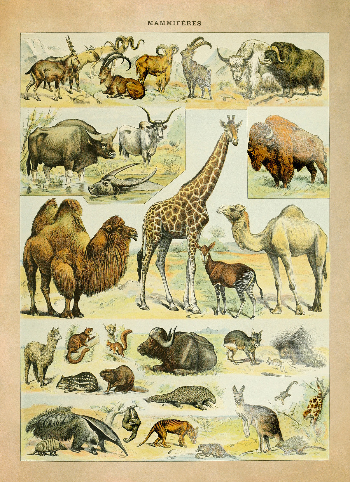 Mammals Species Chart, Adolphe Millot Animals Illustration, Vintage Style Print AM036