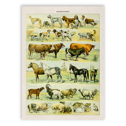 Mammals Species Chart, Adolphe Millot Animal Illustration, Vintage Style Print AM037