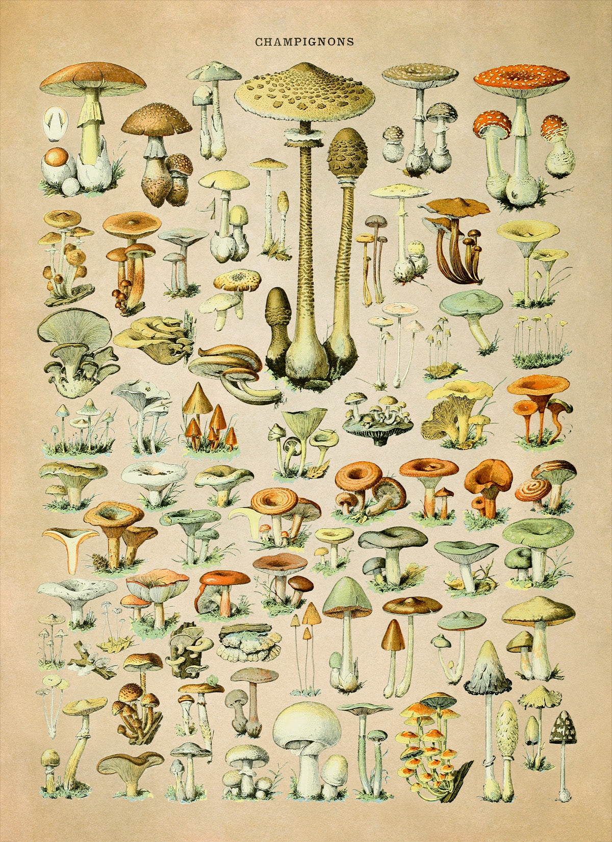 Mushroom Species Illustration Print, AM38