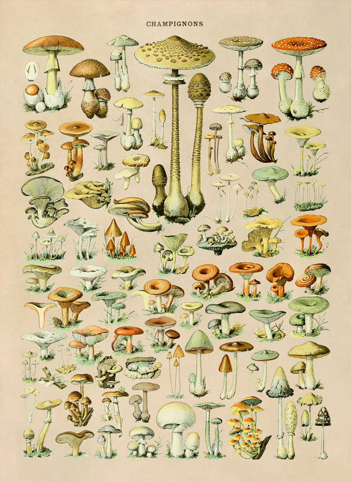 Mushroom Species Illustration Print, AM38