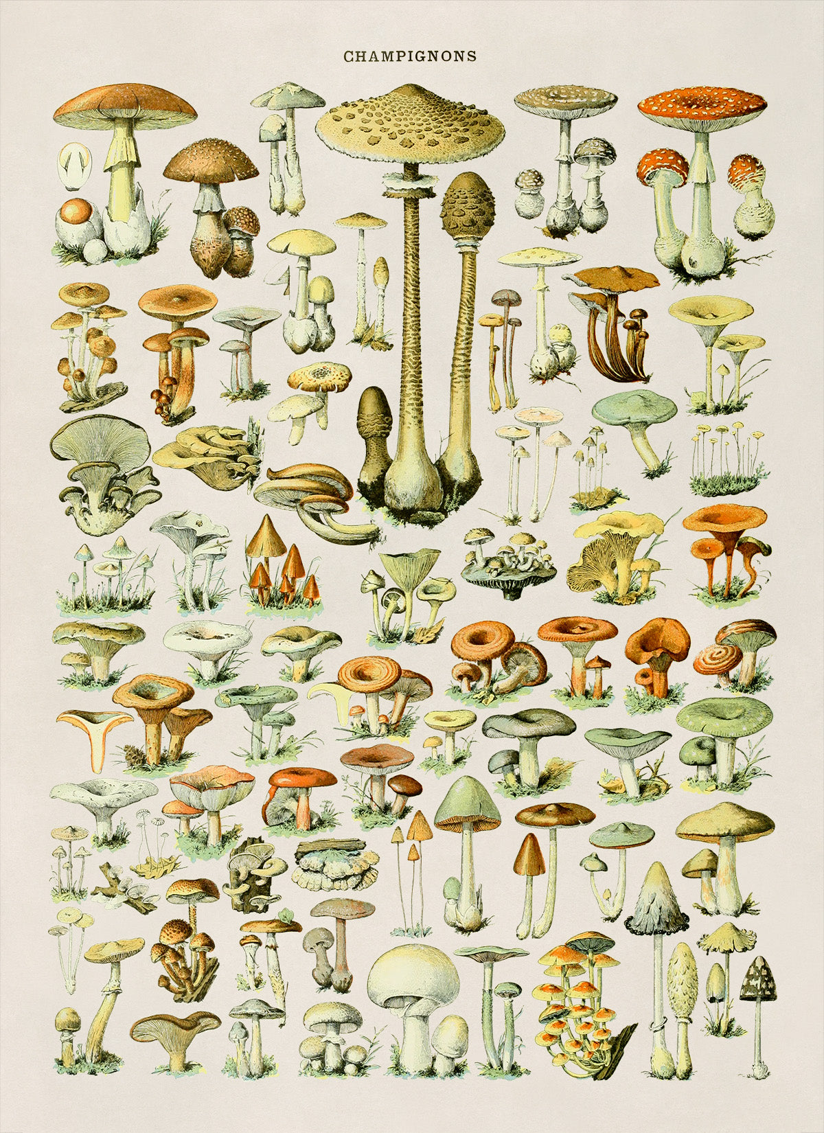 Mushroom Species Illustration Print, AM38