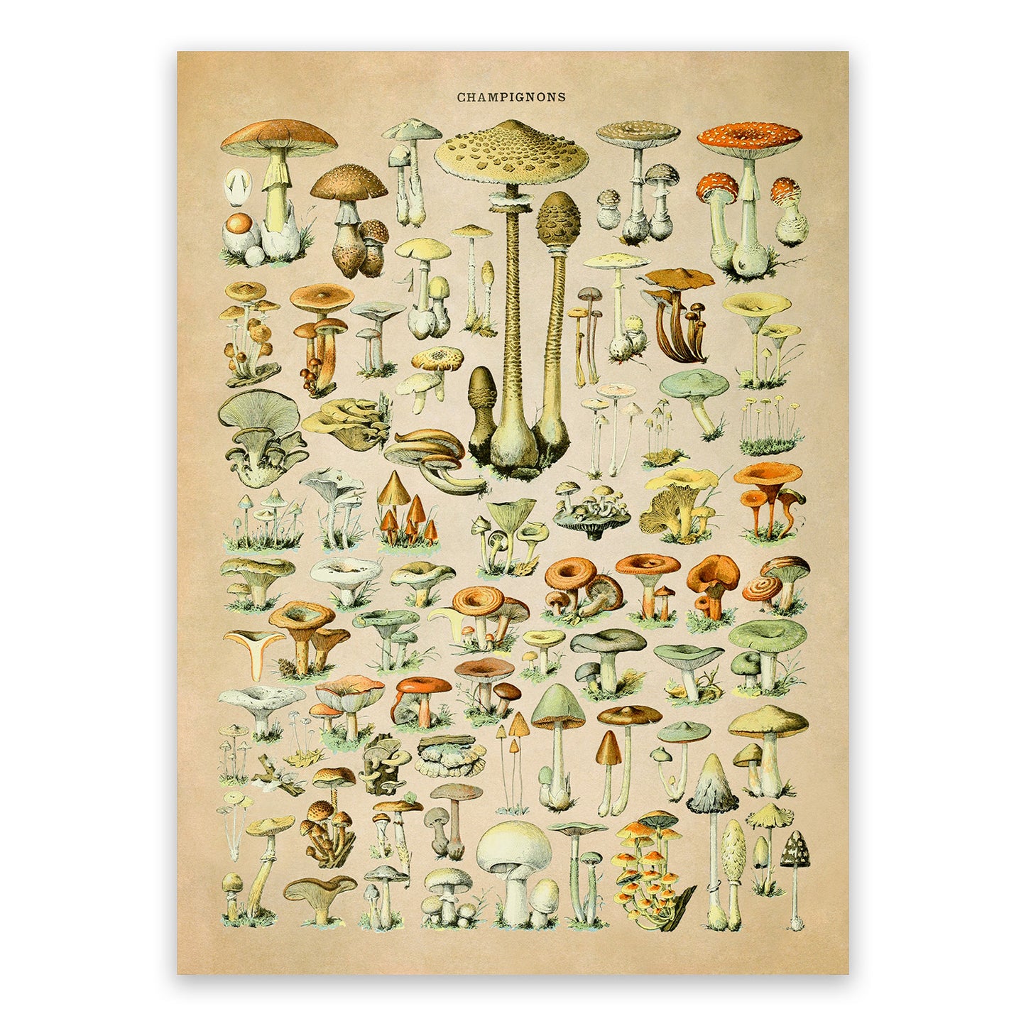 Mushroom Species Illustration Print, AM38