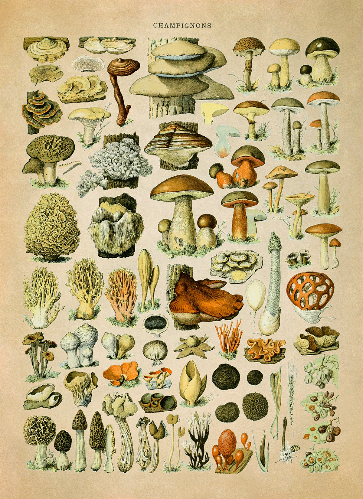 Mushroom Species Illustration Print, AM39