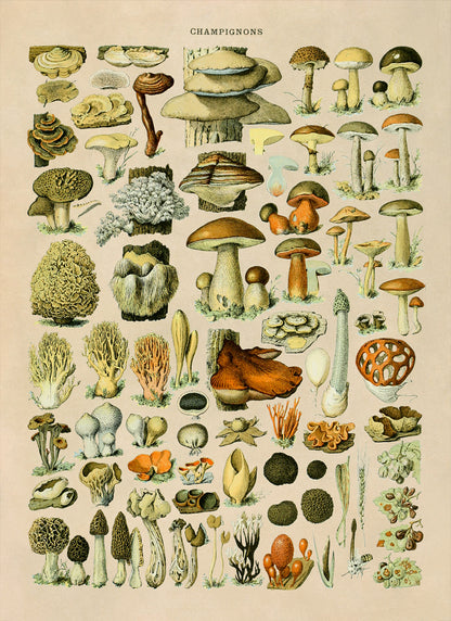 Mushroom Species Illustration Print, AM39