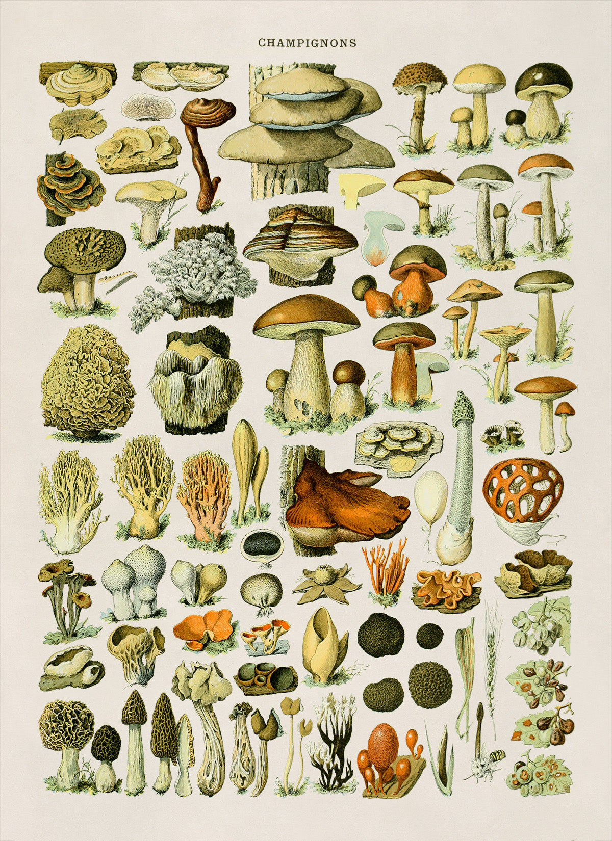 Mushroom Species Illustration Print, AM39