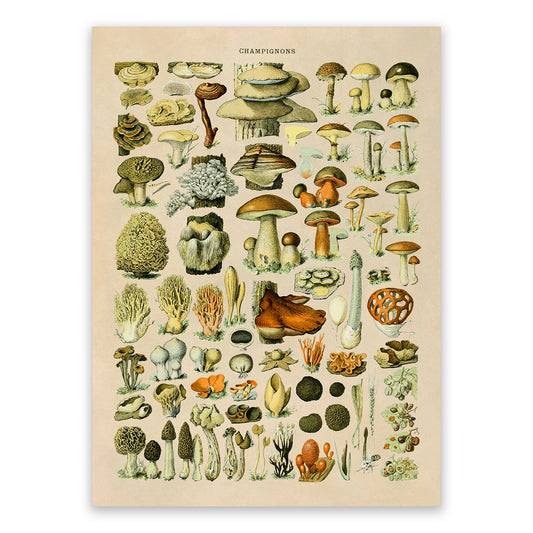 Mushroom Species Illustration Print, AM39