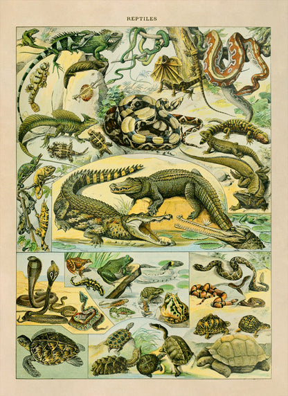 Reptiles Species Chart, Adolphe Millot Illustration, Vintage Style Print AM040