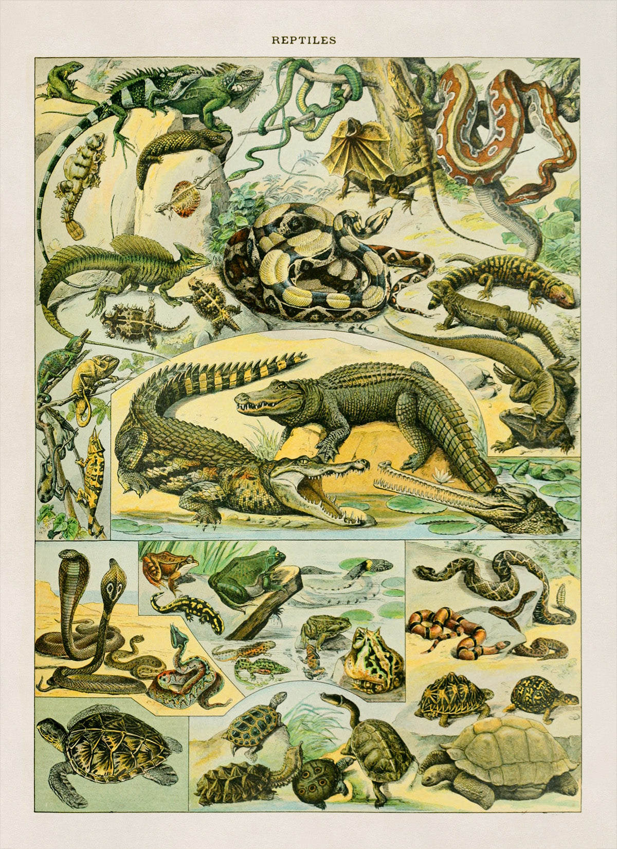 Reptiles Species Chart, Adolphe Millot Illustration, Vintage Style Print AM040