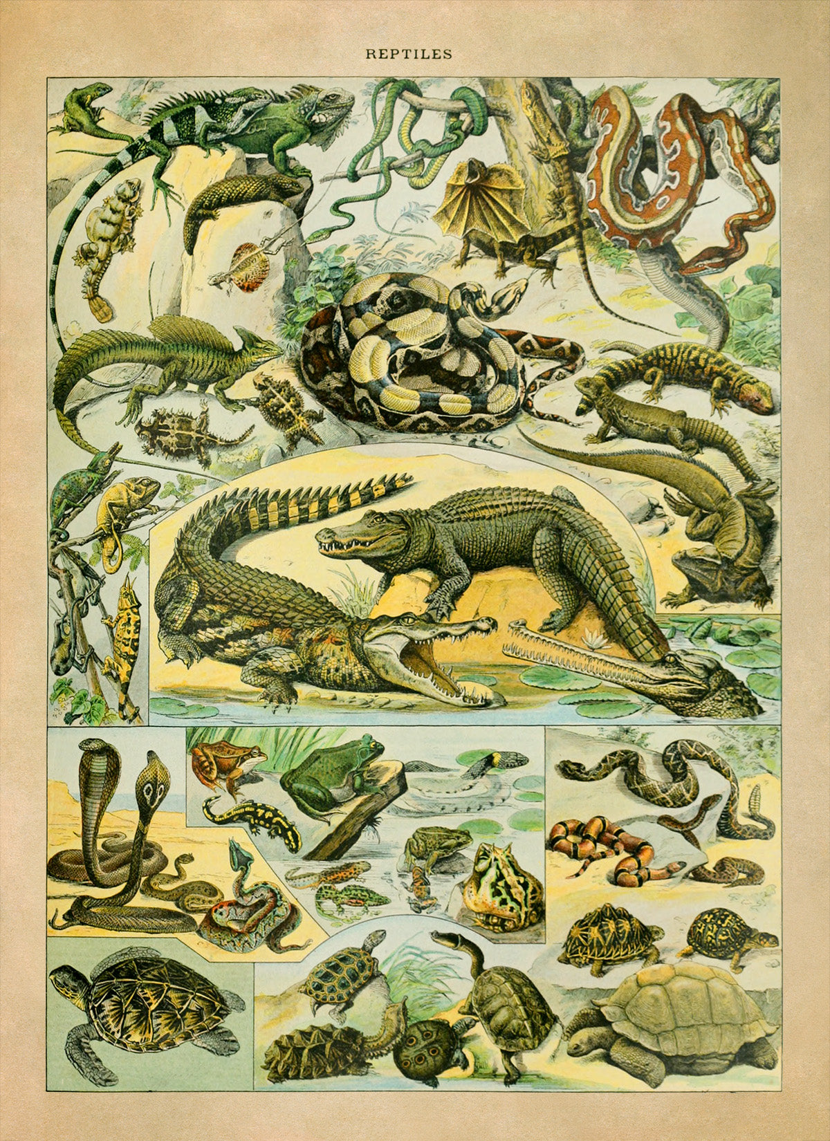 Reptiles Species Chart, Adolphe Millot Illustration, Vintage Style Print AM040