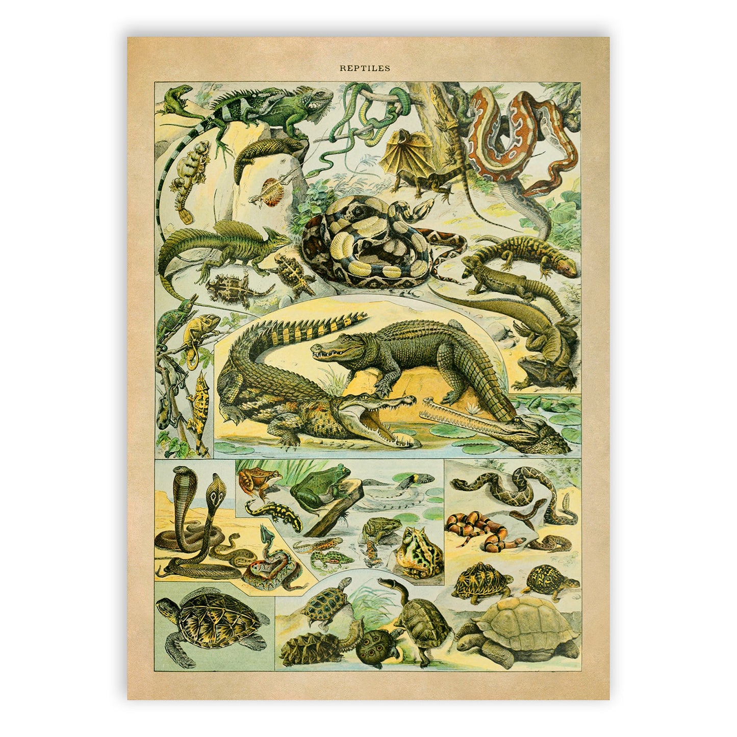 Reptiles Species Chart, Adolphe Millot Illustration, Vintage Style Print AM040